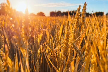 Golden wheat field with sunrise and trees