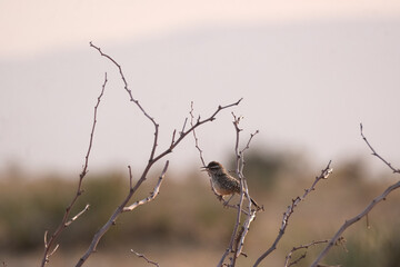 Cactus wren on a branch against the morning sky