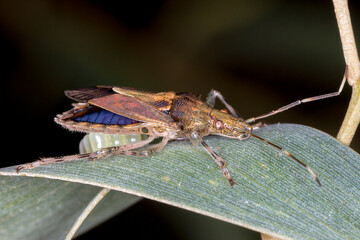Close-up of stink bug with visible egg cluster