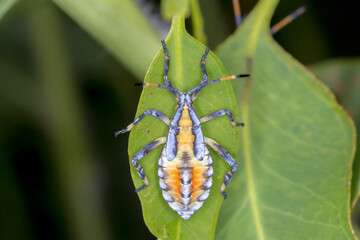 Colourful Nymph View of Leaf-Footed Bug