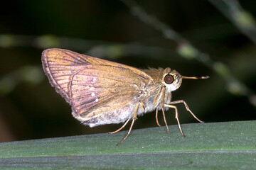 Branded Swift - Side View of Skipper Butterfly on Leaf