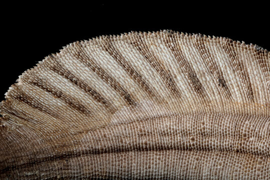 Detail of the tail hydrosaurus weberi on a black background