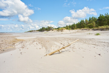 Dry tree branch on the sea beach, sand, dune. Baltic sea landscape. 