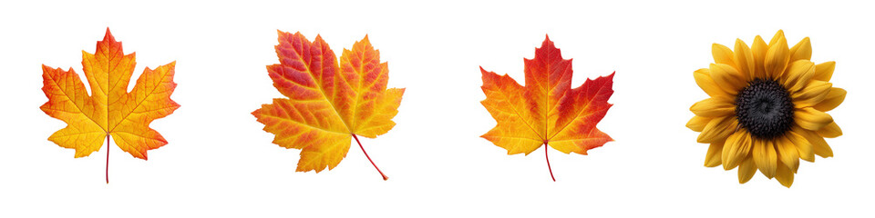 Four fall-themed objects including three maple leaves in vibrant autumn colors and one bright yellow sunflower isolated on a transparent background