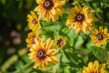 Bright yellow flowers flourish in a sunny garden, creating a lively natural display during summer