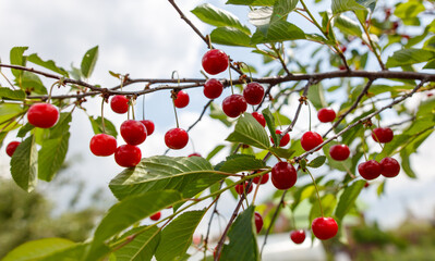 A bunch of red cherries hanging from a tree