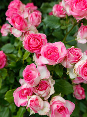 A bunch of pink and white roses are in full bloom