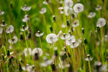A field of dandelions with some of them wilted