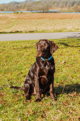Chocolate Labrador Puppy