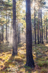Fototapeta premium Tree trunks with fog and sunbeams in a woodland