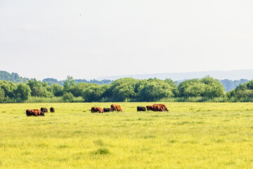 Cattles grazing on a grass meadow a sunny summer day