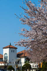 cherry blossoms at the hotel