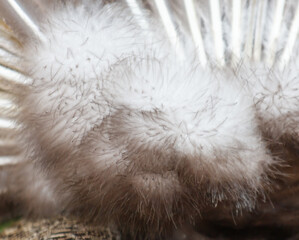 A close up of a fluffy white feather with brown tips
