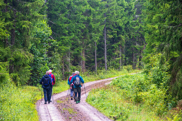 Group of men hiking on a dirt road in a woodland