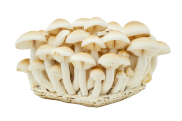 Cluster of Fresh Gourmet Mushrooms with Natural Texture on a Transparent Background