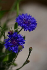 Fototapeta premium Close-up of Blue Cornflower Blossom – Macro Shot of Centaurea Cyanus