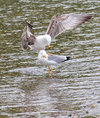 Two seagulls are standing in the water, one of which is looking at the other