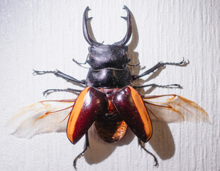 A large insect with orange and black wings is on a white wall