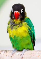 A small green and yellow bird with a black beak is perched on a branch