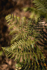beautiful fern nature close up detail bokeh