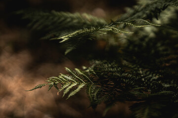 beautiful fern nature close up detail bokeh