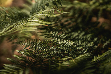 beautiful fern nature close up detail bokeh