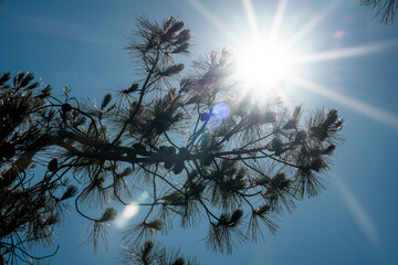 Naklejka premium pine tree with sun rays in the background and a blue sky