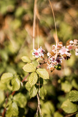 blackberry bush with flowers in the summer