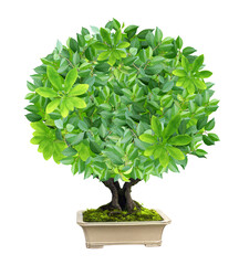 Tree with round crown in flower pot. Responsible consumption. Love of nature. Eco-friendly, ecology...