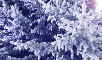 Horizontal Christmas background with spruce covered with frost. Holiday wintery banner with frozen branches of fir tree. Festive banner featuring a frosted fir branch. Photo toned in blue color