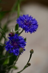Obraz premium Close-up of Blue Cornflower Blossom – Macro Shot of Centaurea Cyanus