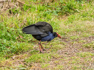 Australasian Swamphen (Porphyrio) Flexing Wings