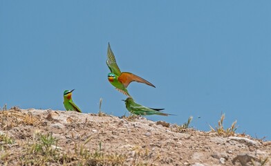 Blue- cheeked Bee- eater (Merops persicus) comes from the African continent to the southern parts of Turkey to breed in the summer months.