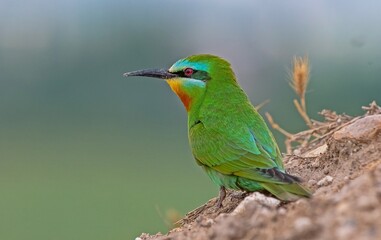 Blue- cheeked Bee- eater (Merops persicus) comes from the African continent to the southern parts of Turkey to breed in the summer months.