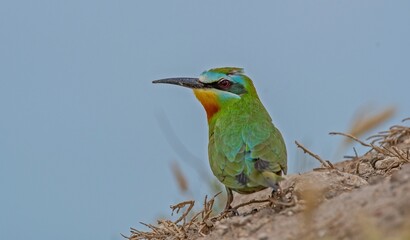 Blue- cheeked Bee- eater (Merops persicus) comes from the African continent to the southern parts of Turkey to breed in the summer months.