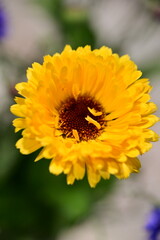 Close-up view of a vibrant yellow garden flower in full bloom. 