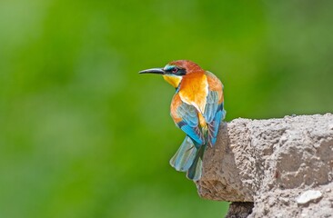 European Bee-eater (Merops apiaster) is a common bee-eater species that spends the winter in Africa and comes to Asia and Europe to breed in the summer
