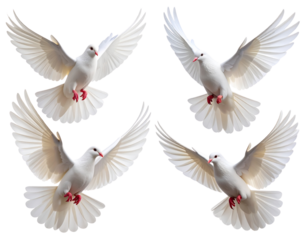  Four White Doves Soaring in Different Flight Poses, Isolated PNG
