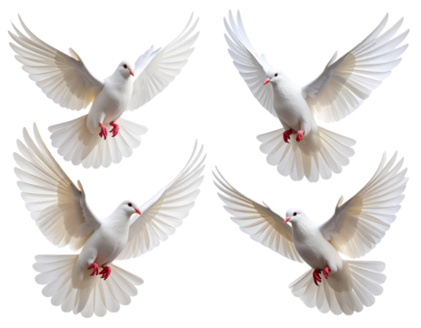 Four White Doves Soaring in Different Flight Poses, Isolated PNG
