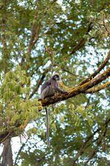 Spectacles languor sitting aloft on mossy branch in tropical forest