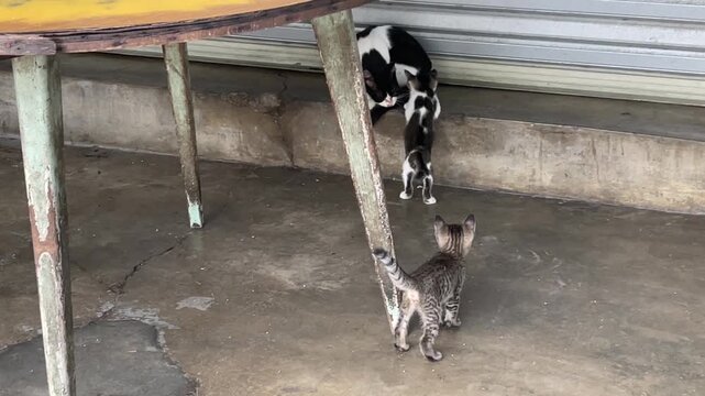 One kitten Felis catus following another then hiding behind table leg and pouncing while mother cat grooming on concrete floor.