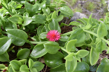 Aptenia Cordifolia erblüht in der Mittagssonne auf einer Mittelmeerinsel