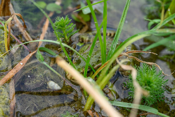 Camouflaged Frog Blending into Wetland Vegetation