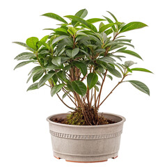Lush green foliage of a potted houseplant in simple pot for home or office interior decoration