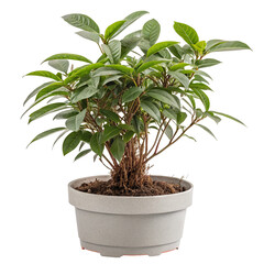 Lush green houseplant in white pot for interior decor and air purifying home office environment
