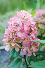 Panicle Hydrangea in Full Bloom, Hydrangea Paniculata Bonfire