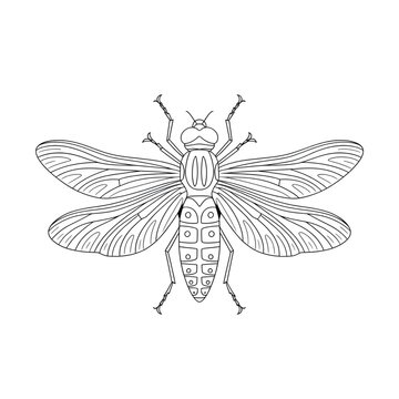 black and white insect with wings clip art preview