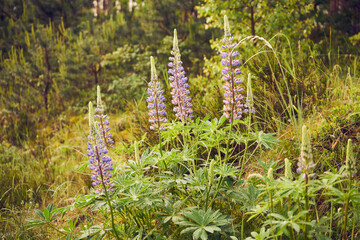 łubin trwały, lupinus polyphyllus l.  © Marcin Łazarczyk