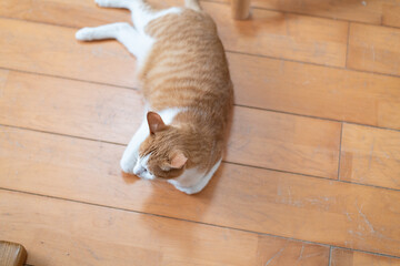 床に寝そべってくつろぐ可愛い猫　茶トラ白