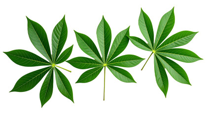 Cassava Leaves, Isolated on Transparent Background